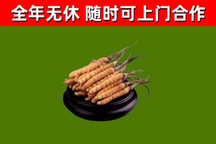 市中回收散虫草
