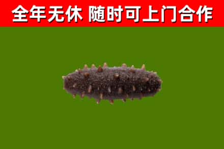 市中回收海参干